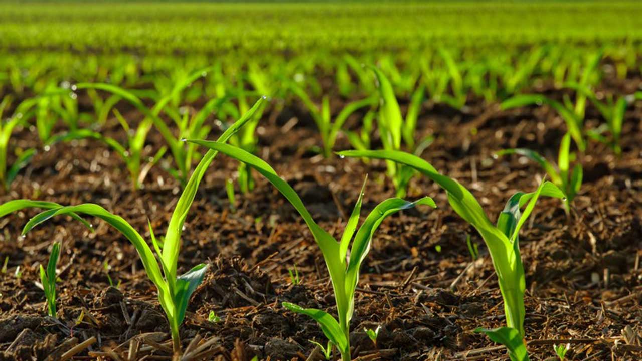 Agriculture Investment